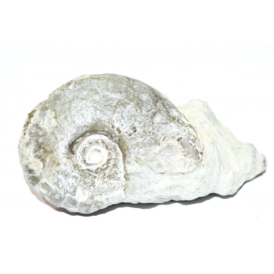 no indentified ammonite