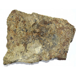 ophiura sp.