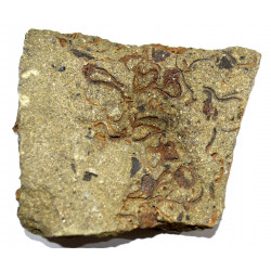 ophiura sp.