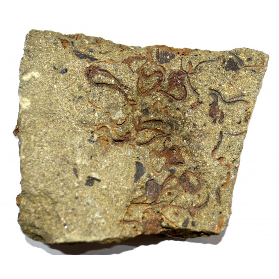 ophiura sp.