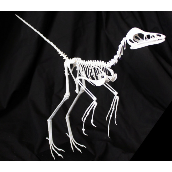 anchiornis huxleyi 