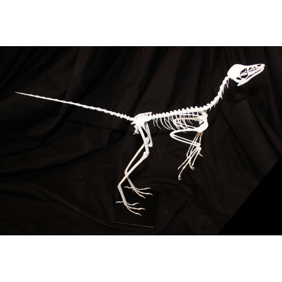 anchiornis huxleyi 
