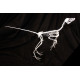 anchiornis huxleyi 