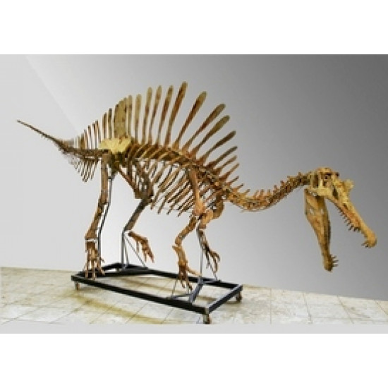 Spinosaurus aegypticus (skeleton) Spinosaurus aegypticus (skeleton)