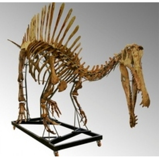 Spinosaurus aegypticus (skeleton) Spinosaurus aegypticus (skeleton)