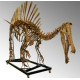 Spinosaurus aegypticus (skeleton) Spinosaurus aegypticus (skeleton)