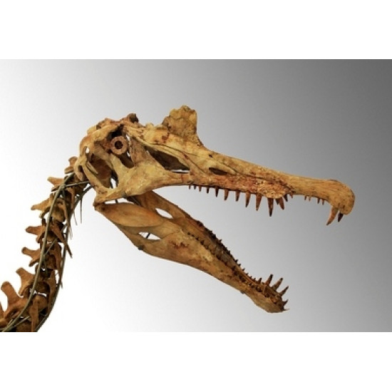 Spinosaurus aegypticus (skeleton)