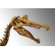 Spinosaurus aegypticus (skeleton)