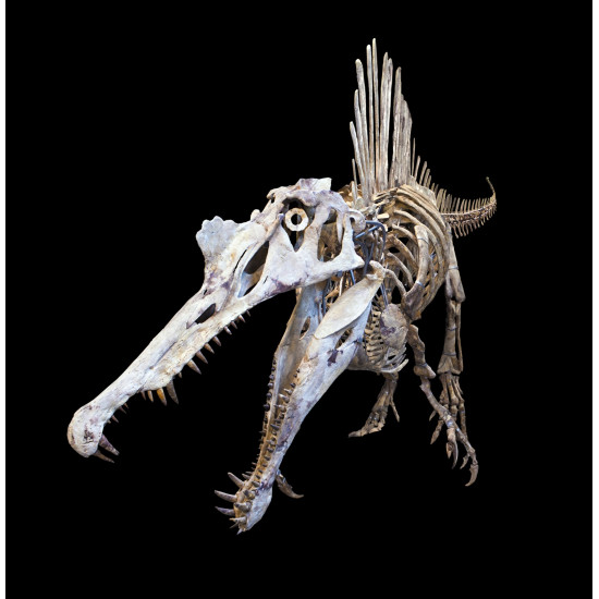 Spinosaurus aegypticus (skeleton) Spinosaurus aegypticus (skeleton)