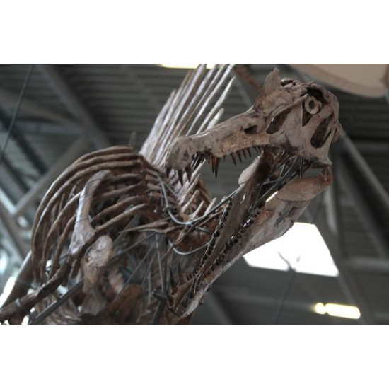 Spinosaurus aegypticus (skeleton) Spinosaurus aegypticus (skeleton)