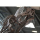 Spinosaurus aegypticus (skeleton) Spinosaurus aegypticus (skeleton)