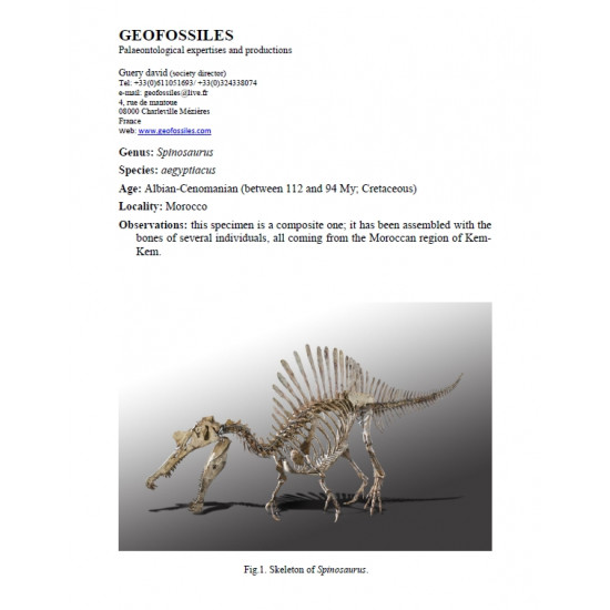 Spinosaurus aegypticus (skeleton) Spinosaurus aegypticus (skeleton)