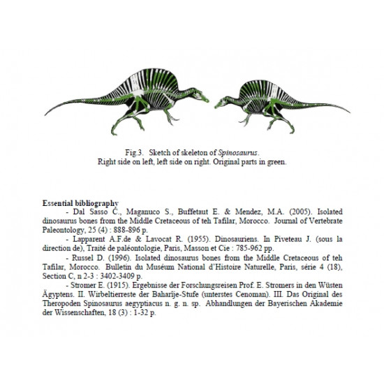 Spinosaurus aegypticus (skeleton) Spinosaurus aegypticus (skeleton)