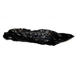 lepidodendron sp.