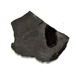 lepidodendron sp.