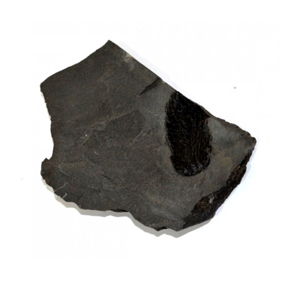 lepidodendron sp.