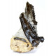 plagiolophus annectens