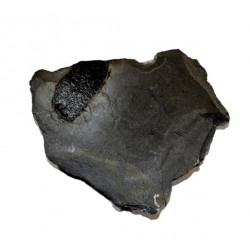 lepidodendron sp.
