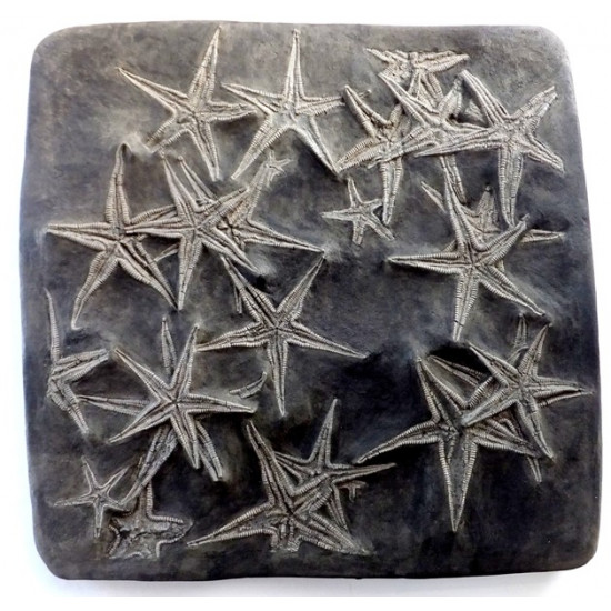 astropecten martis plate of 20 astropecten martis plate of 20