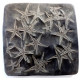 astropecten martis plate of 20 astropecten martis plate of 20