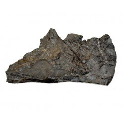 sphenopteris hoeninghausi