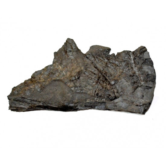 sphenopteris hoeninghausi