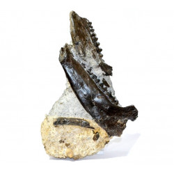 plagiolophus annectens