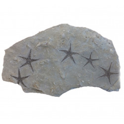 astropecten martis plate of 5