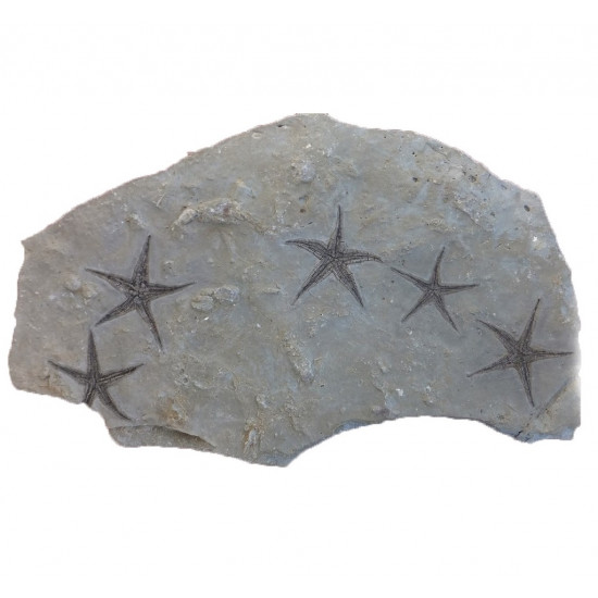 astropecten martis plate of 5