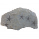astropecten martis plate of 5