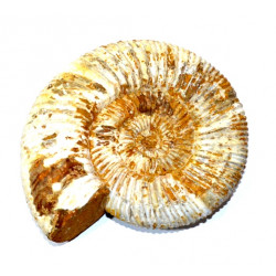 kranaosphinctes rabei