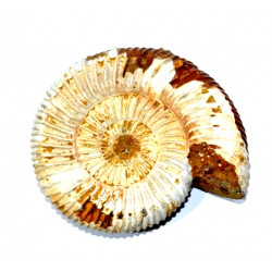 kranaosphinctes rabei