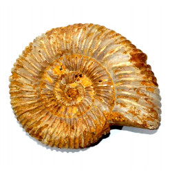 kranaosphinctes rabei