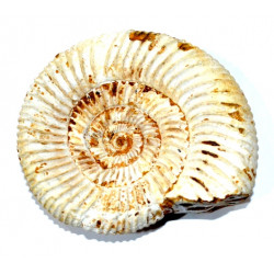 kranaosphinctes rabei