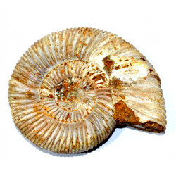 dichotomosphinctes germaini