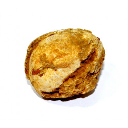 fossil seed
