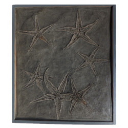 astropecten martis plate of 6