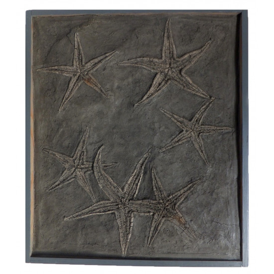 astropecten martis plate of 6