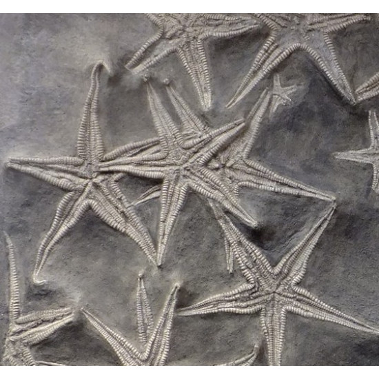 astropecten martis plate of 20