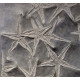 astropecten martis plate of 20