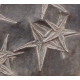 astropecten martis plate of 20