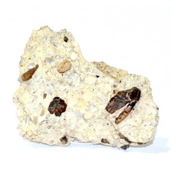 hyaenodon requieni