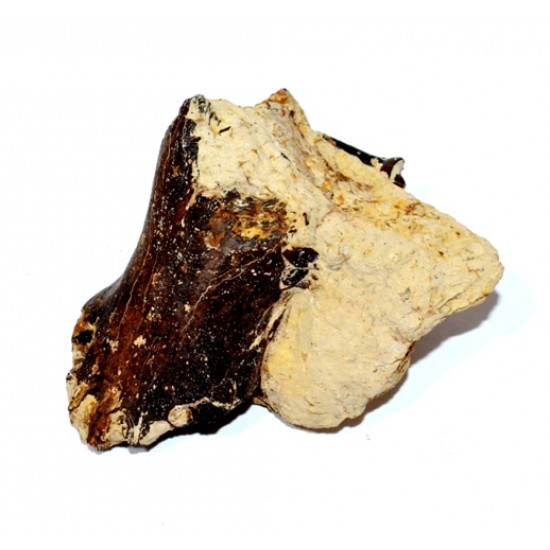 paleotherium crassum