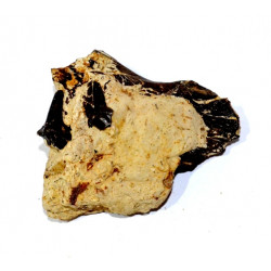 paleotherium crassum