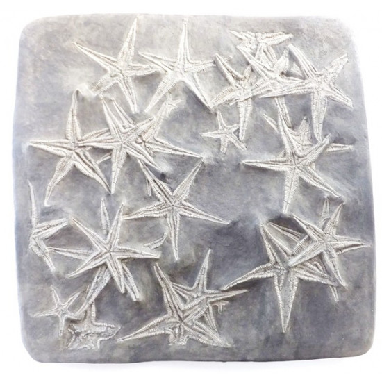 astropecten martis plate of 20 astropecten martis plate of 20