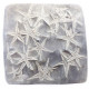 astropecten martis plate of 20 astropecten martis plate of 20