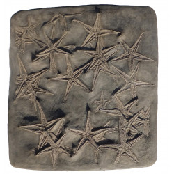 astropecten martis plate of 20
