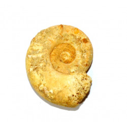 euaspidoceras perarmatum 