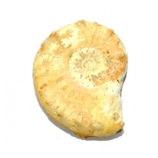 euaspidoceras perarmatum