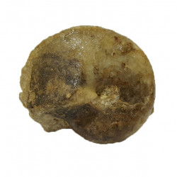 paracenoceras sp.  (nautile)